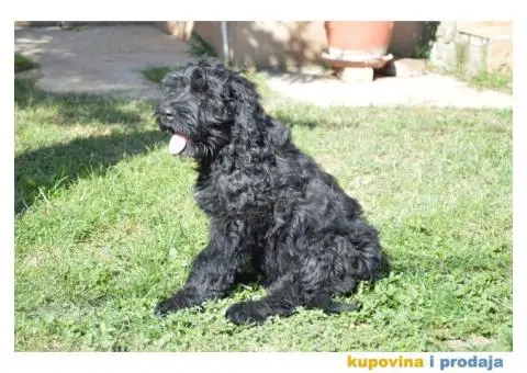 Black Russian Terrier PUPPY  –  Crni Ruski Terijer ŠTENCI - 5/7