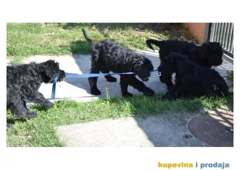 Black Russian Terrier PUPPY  –  Crni Ruski Terijer ŠTENCI - 6/7