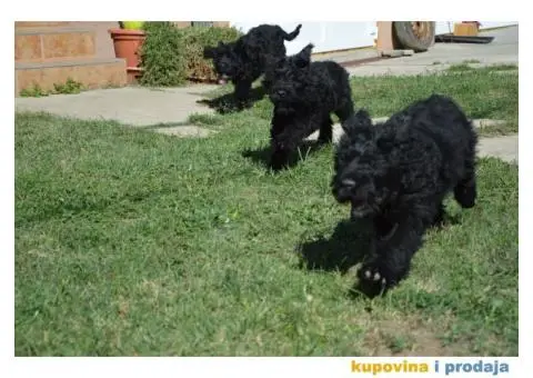 Black Russian Terrier PUPPY  –  Crni Ruski Terijer ŠTENCI - 7/7