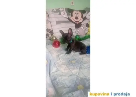 Francuski buldog - 1/15