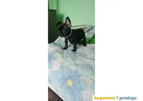 Francuski buldog - 2/15