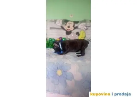 Francuski buldog - 4/15