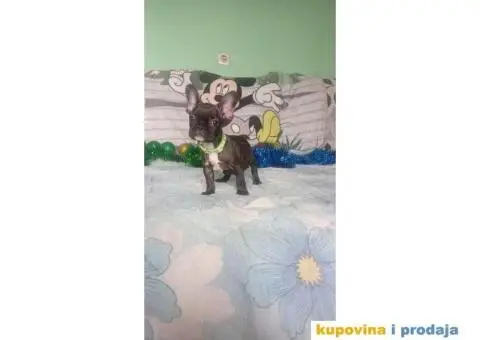 Francuski buldog - 6/15