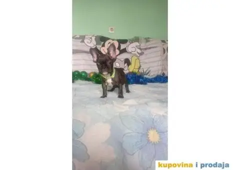 Francuski buldog - 7/15