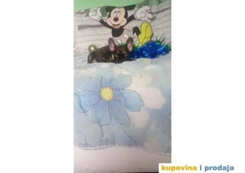 Francuski buldog - 8/15