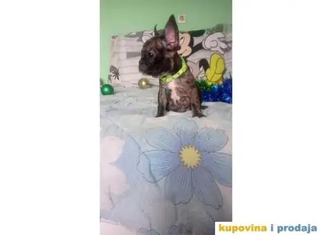 Francuski buldog - 9/15