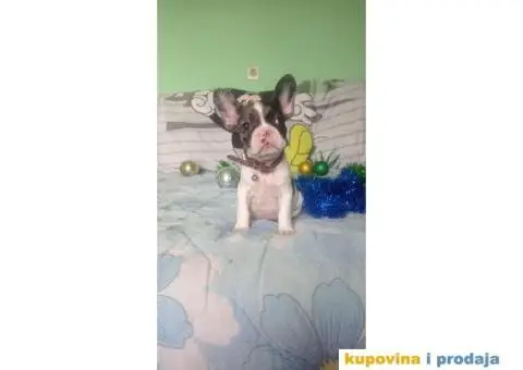 Francuski buldog - 10/15