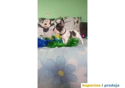 Francuski buldog - 11/15