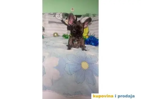 Francuski buldog - 12/15