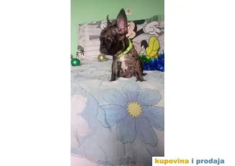 Francuski buldog - 13/15