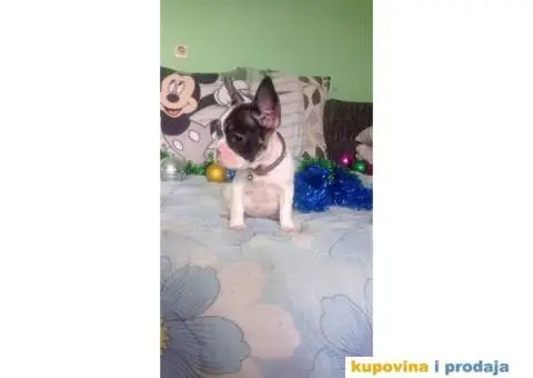 Francuski buldog - 14/15