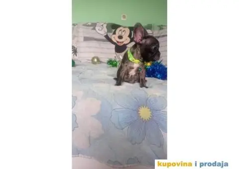 Francuski buldog - 15/15