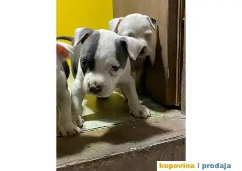 Prodaja štenaca čistokrvnih staforda - 1/11
