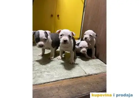 Prodaja štenaca čistokrvnih staforda - 2/11
