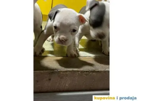 Prodaja štenaca čistokrvnih staforda - 3/11