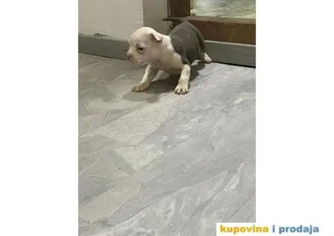 Prodaja štenaca čistokrvnih staforda - 4/11