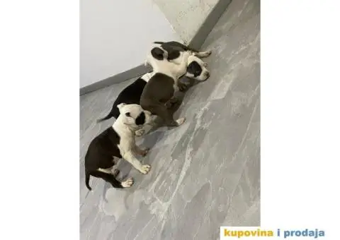 Prodaja štenaca čistokrvnih staforda - 5/11