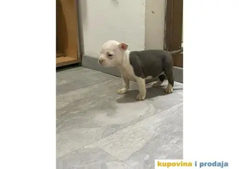 Prodaja štenaca čistokrvnih staforda - 6/11