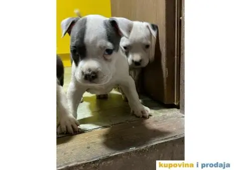 Prodaja štenaca čistokrvnih staforda - 9/11
