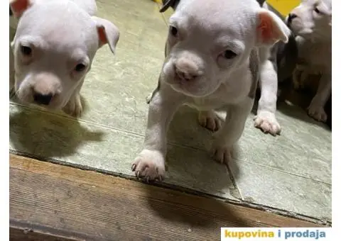 Prodaja štenaca čistokrvnih staforda - 10/11