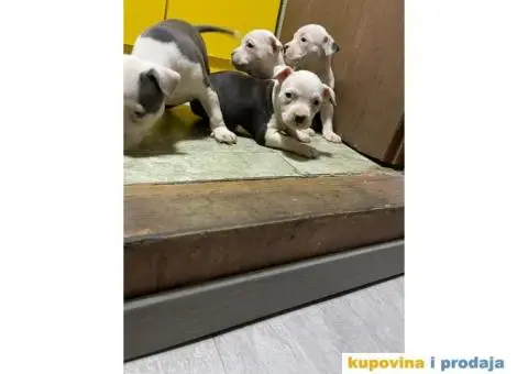 Prodaja štenaca čistokrvnih staforda - 11/11