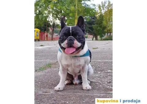 Francuski buldog dostupan za parenje - 1/10