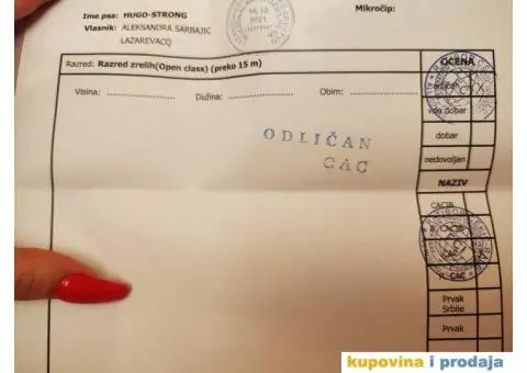 Francuski buldog dostupan za parenje - 2/10