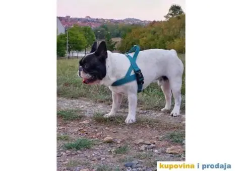 Francuski buldog dostupan za parenje - 3/10