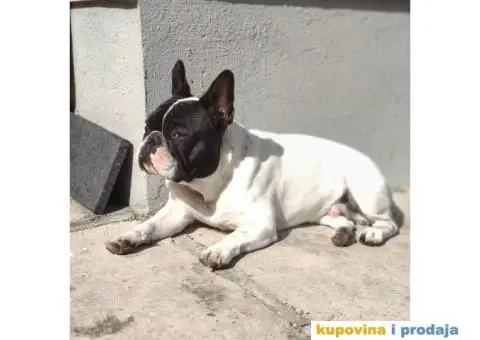 Francuski buldog dostupan za parenje - 4/10