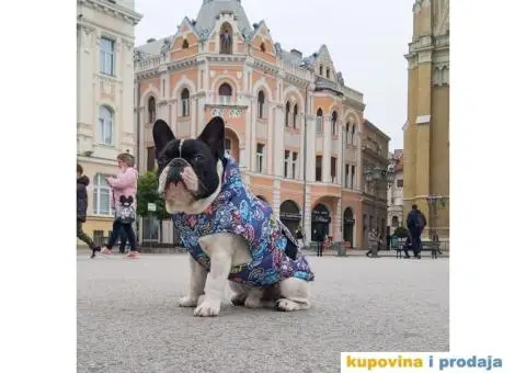 Francuski buldog dostupan za parenje - 5/10