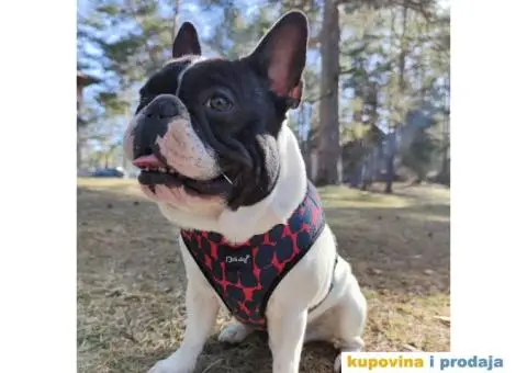 Francuski buldog dostupan za parenje - 6/10