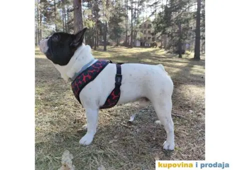 Francuski buldog dostupan za parenje - 7/10