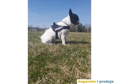 Francuski buldog dostupan za parenje - 8/10