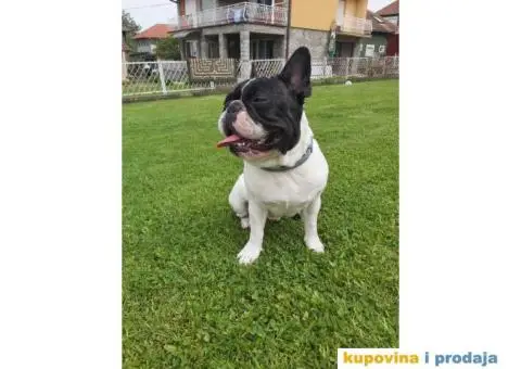 Francuski buldog dostupan za parenje - 9/10
