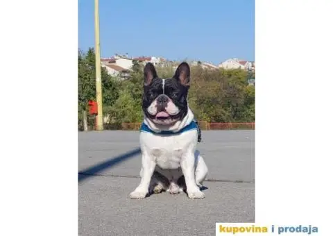 Francuski buldog dostupan za parenje - 10/10