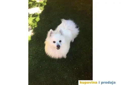 Nemački špic Simba traži devojku za parenje.