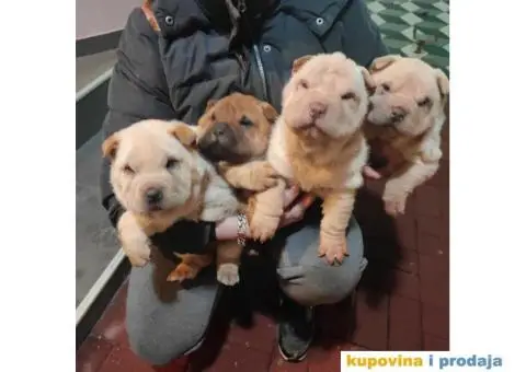 Šar pej kučići na prodaju - 1/5