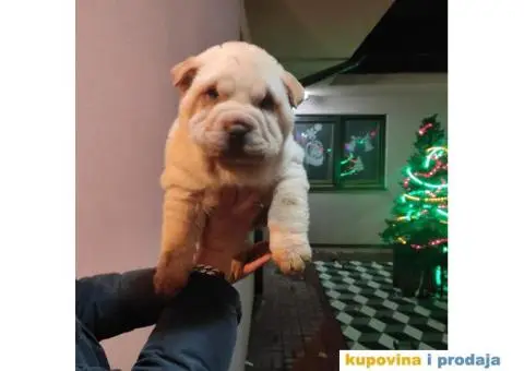 Šar pej kučići na prodaju - 2/5