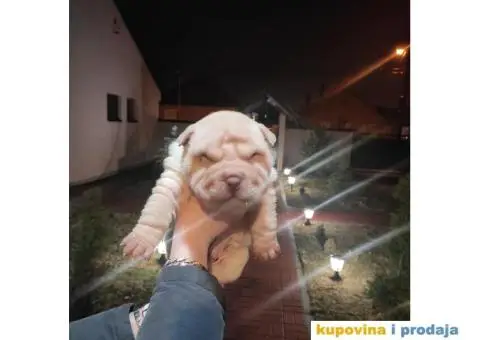 Šar pej kučići na prodaju - 3/5