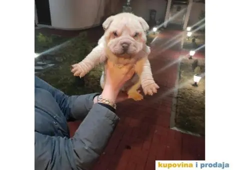 Šar pej kučići na prodaju - 4/5