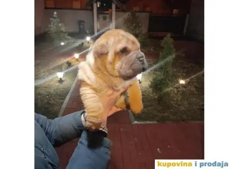 Šar pej kučići na prodaju - 5/5