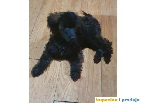 Patuljasta pudla - 1/5