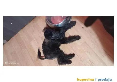 Patuljasta pudla - 2/5