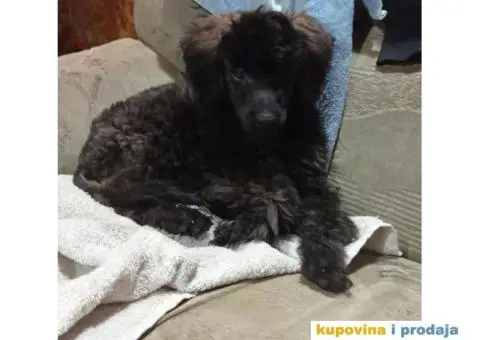 Patuljasta pudla - 3/5