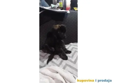 Patuljasta pudla - 5/5