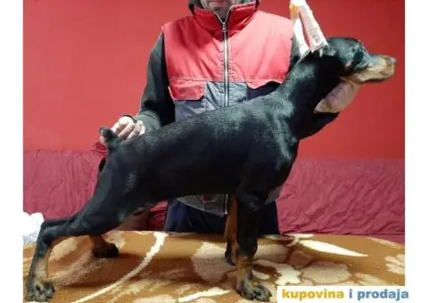 Štenci dobermana - 1/5