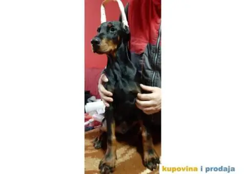 Štenci dobermana - 2/5