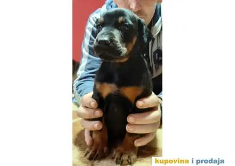 Štenci dobermana - 3/5