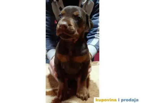 Štenci dobermana - 4/5