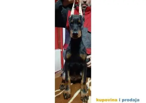 Štenci dobermana - 5/5